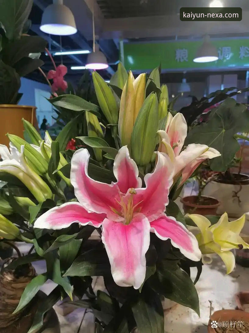 金元足球的巅峰与陨落：一场商业帝国的审判与体育平台的思考